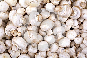Fresh mushrooms champignons close up as a background