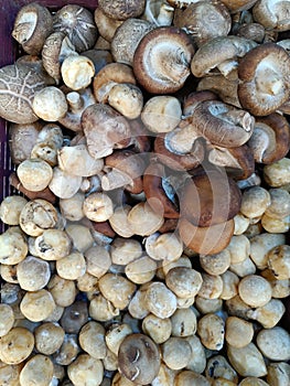 Fresh mushrooms on the farmers market. Food. Shiitake, straw mushroom