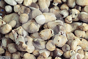 fresh mushrooms in the market.