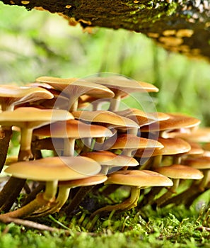 Fresh mushrooms on a mossy tree trunk