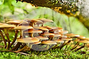 Fresh mushrooms on a mossy tree trunk