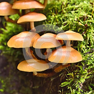 Fresh mushrooms on a mossy tree trunk