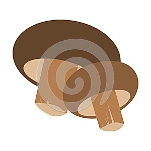 Fresh mushrooms shiitake, isolated on white background. Vector illustration in flat style.