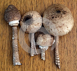 Fresh mushrooms on the table