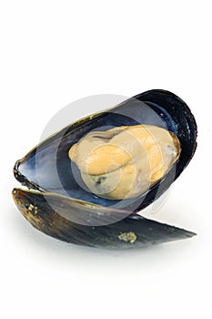 Fresh mussel