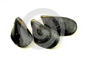 Fresh mussel