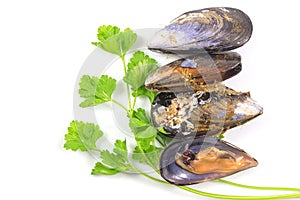 Fresh mussel with fresh green parsley leaves isolated on white background, with clipping path
