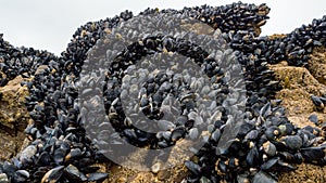 Fresh mussel growing on rocks