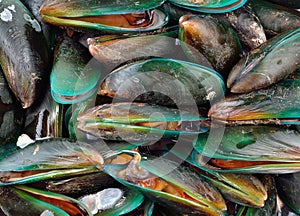 Fresh mussel isolated on white background