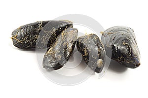 Fresh mussel on white