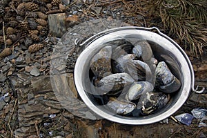 Fresh mussels