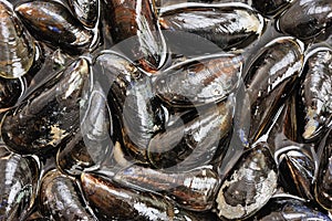 Fresh mussels