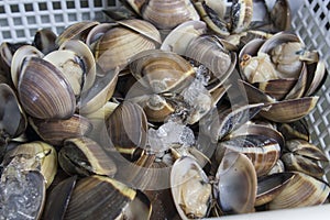 Fresh mussels photo