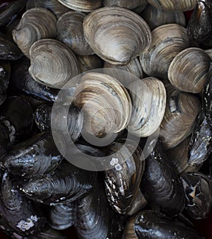 Fresh mussels