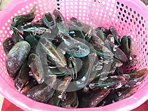 Fresh mussels in a basket at the market for sale