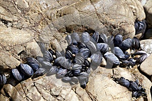 Fresh mussels growing on the rocks