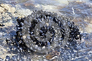 Fresh mussels growing on the rocks