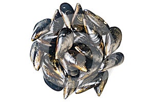 Fresh mussels isolated