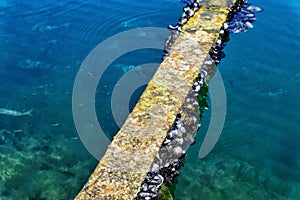 Fresh Mussels in Stone in Kotor Bay, Montenegro