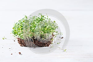 Fresh mustard microgreen salad on wooden desk. Fresh baby mustard micro greens on white wooden background. Copy space