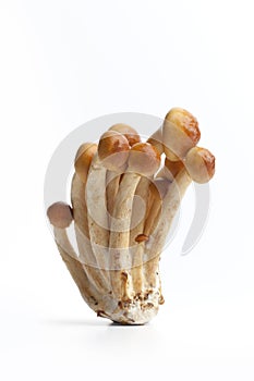 Fresh Nameko mushrooms