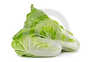 fresh napa cabbage on white background.