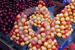 Fresh Napoleon Cherries in Vancouver's Grandville Island Market