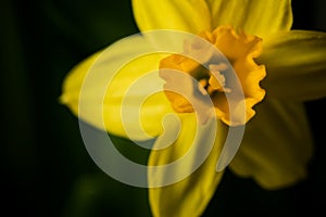 Fresh narcissus. Fresh yellow daffodil. Spring background. Narcissus flower