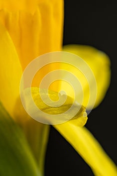 Fresh narcissus. Fresh yellow daffodil. Spring background. Narcissus flower