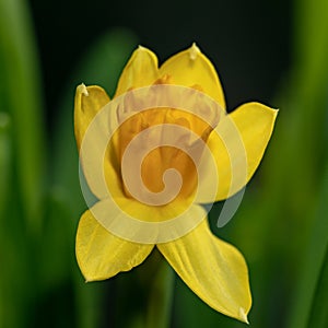 Fresh narcissus. Fresh yellow daffodil. Spring background. Narcissus flower