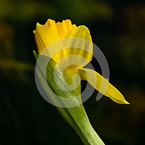 Fresh narcissus. Fresh yellow daffodil. Spring background. Narcissus flower