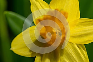 Fresh narcissus. Fresh yellow daffodil. Spring background. Narcissus flower
