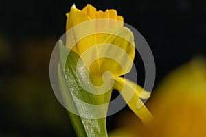 Fresh narcissus. Fresh yellow daffodil. Spring background. Narcissus flower