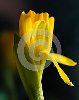 Fresh narcissus. Fresh yellow daffodil. Spring background. Narcissus flower