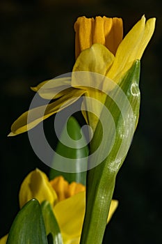 Fresh narcissus. Fresh yellow daffodil. Spring background. Narcissus flower