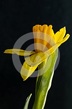 Fresh narcissus. Fresh yellow daffodil. Spring background. Narcissus flower