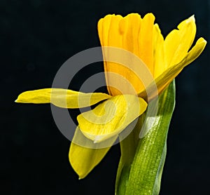 Fresh narcissus. Fresh yellow daffodil. Spring background. Narcissus flower