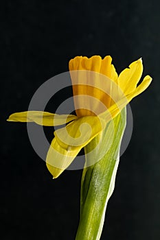 Fresh narcissus. Fresh yellow daffodil. Spring background. Narcissus flower