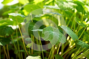 Fresh nasturtium or Tropaeolum majus plant growing outside. Herbal medicine