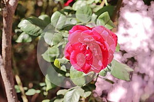 Fresh native pink colored fragrant roses smelling fragrant in the garden