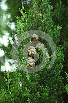 Natural cypress branch with cones in the summer forest