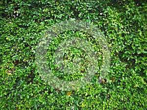 Fresh green leaf wall background