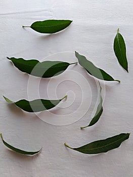 Fresh natural green mango leaves in a white background