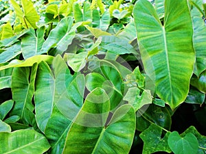 Fresh Natural Green Tropical Plant in garden
