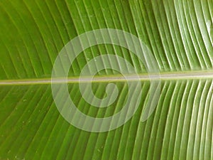 Fresh and natural light green banana leaf texture