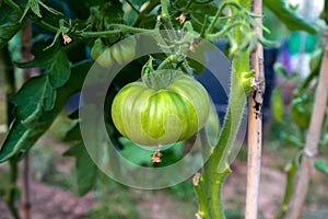 Fresh natural organic Green ripening tomatoes. Agriculture concept