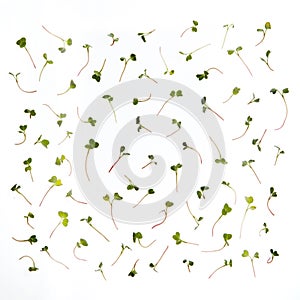 Fresh natural organic microgreen pattern against white background. photo