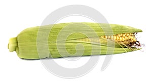 Fresh natural raw corn cobs isolated