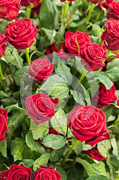 Fresh, natural red roses with green leaves. background. vertical photo