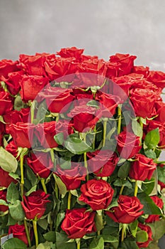 Fresh, natural red roses with green leaves. background. vertical photo